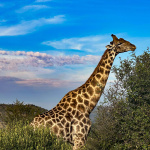 South Africa: A Journey Through Years of Adventure, Nature, and Culinary Delights